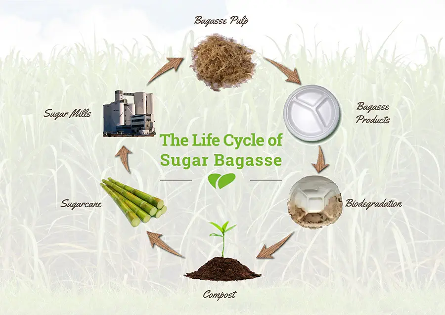 Home/Blog/bagasse-cycle.webp