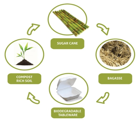 Home/Blogsugarcane-cycle.jpeg